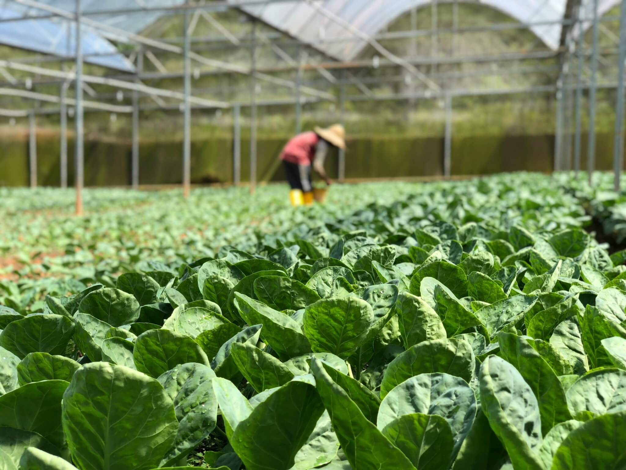 New Government initiative to boost Horticulture innovation and diversification