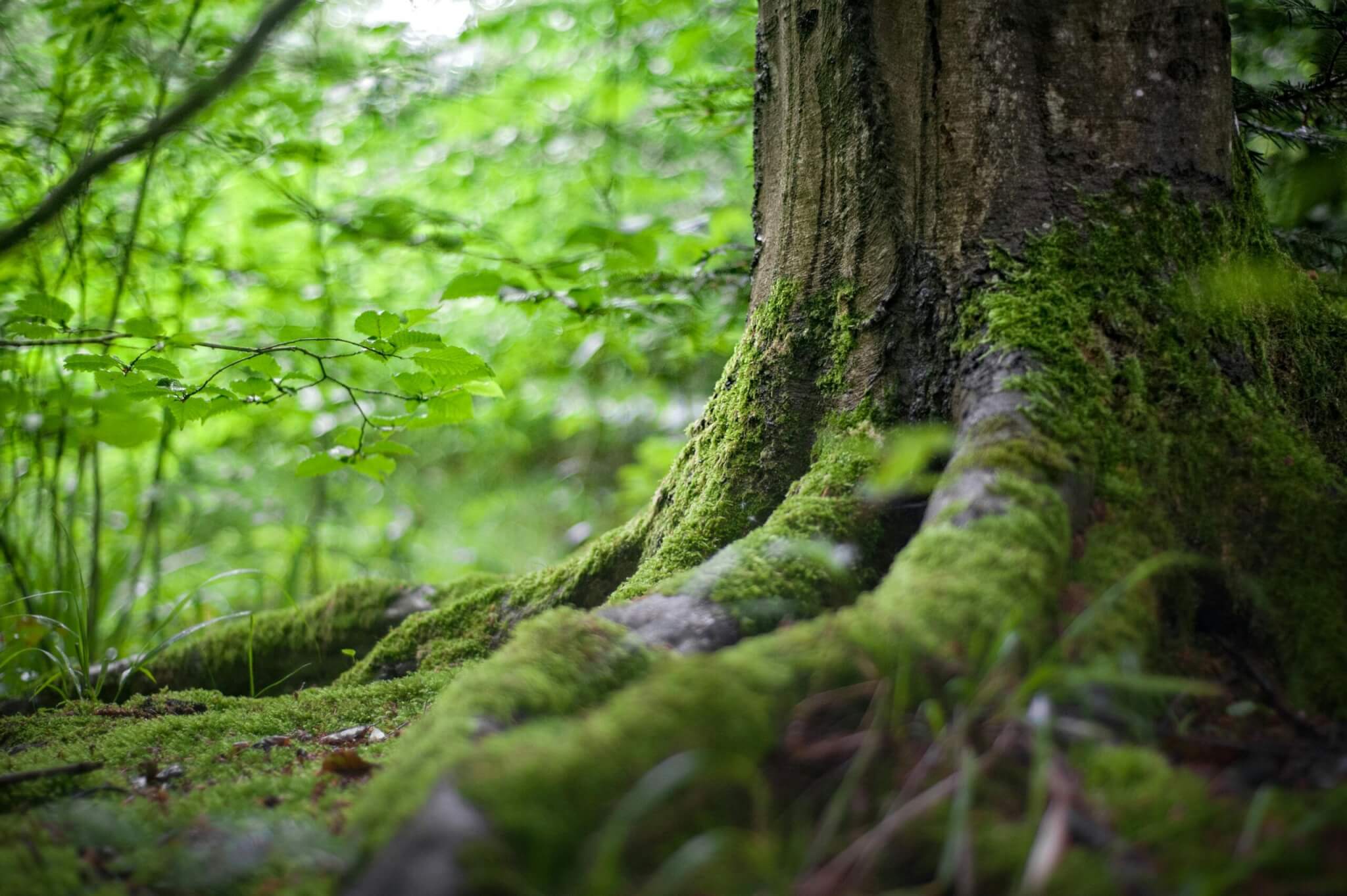 Tender for hazardous tree survey at Glenveagh National Park