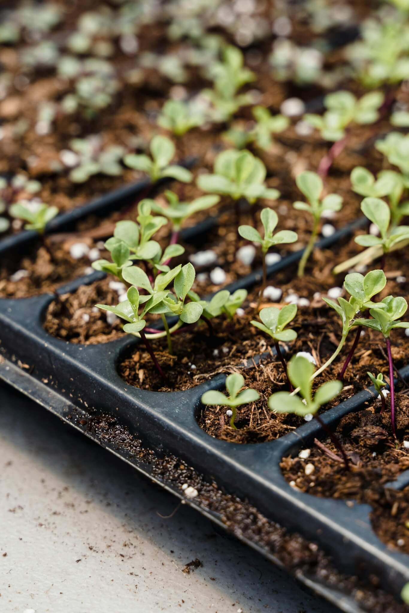 Save the date for Teagasc Nursery Stock Seminar