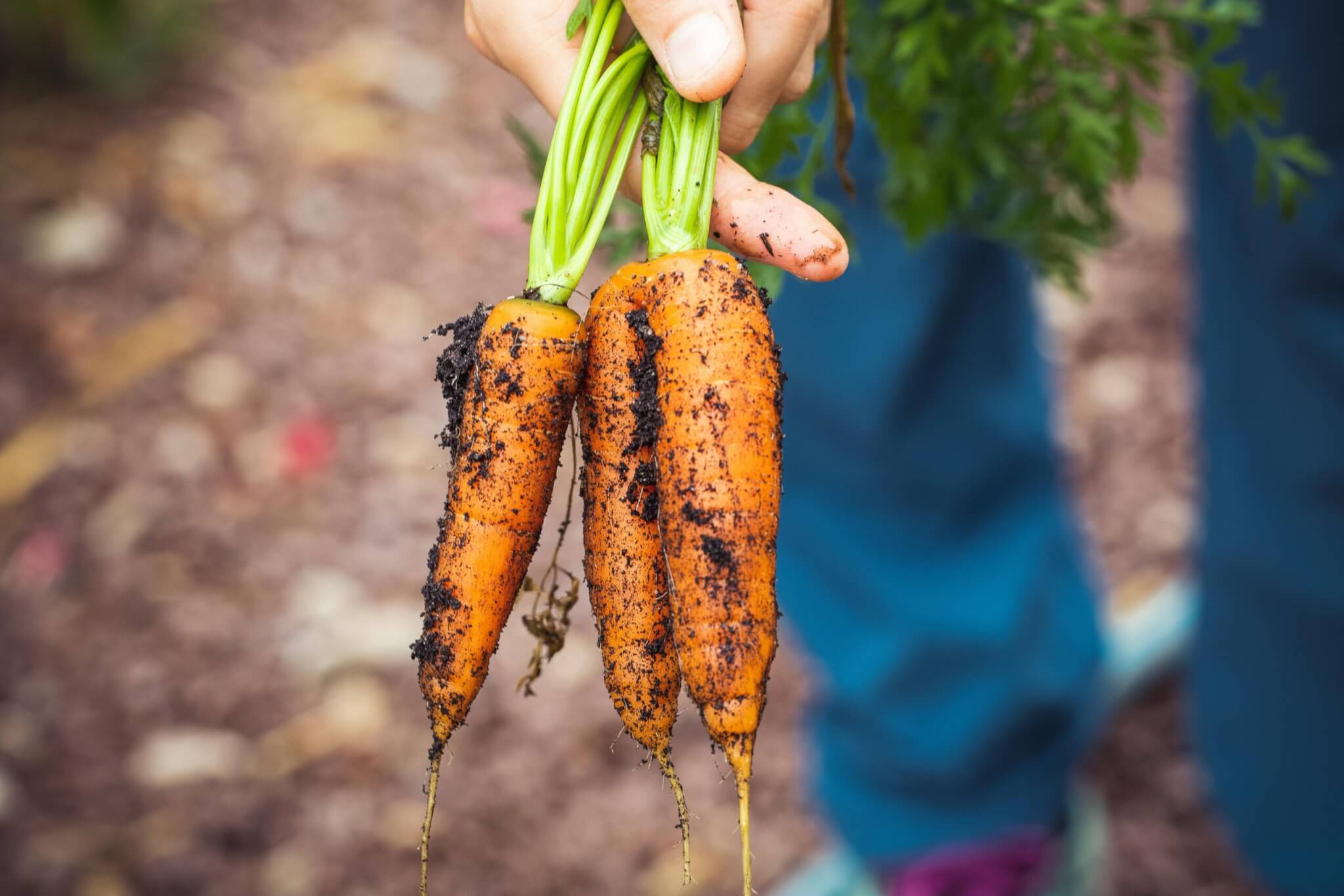 Ministers launch 2025 Innovation and Diversification Schemes for Horticulture sector