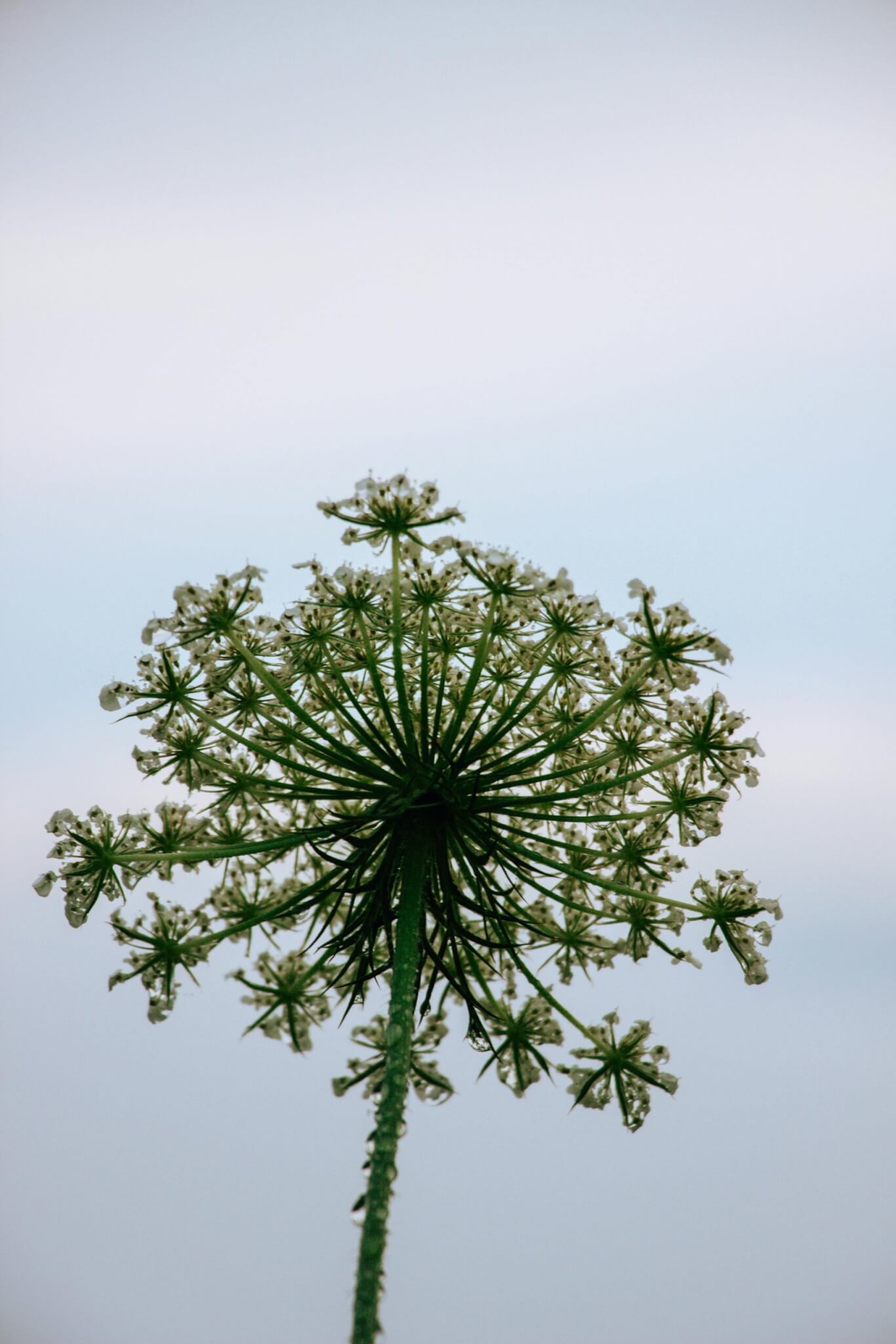 The costly battle against invasive species – A growing challenge for Irish councils