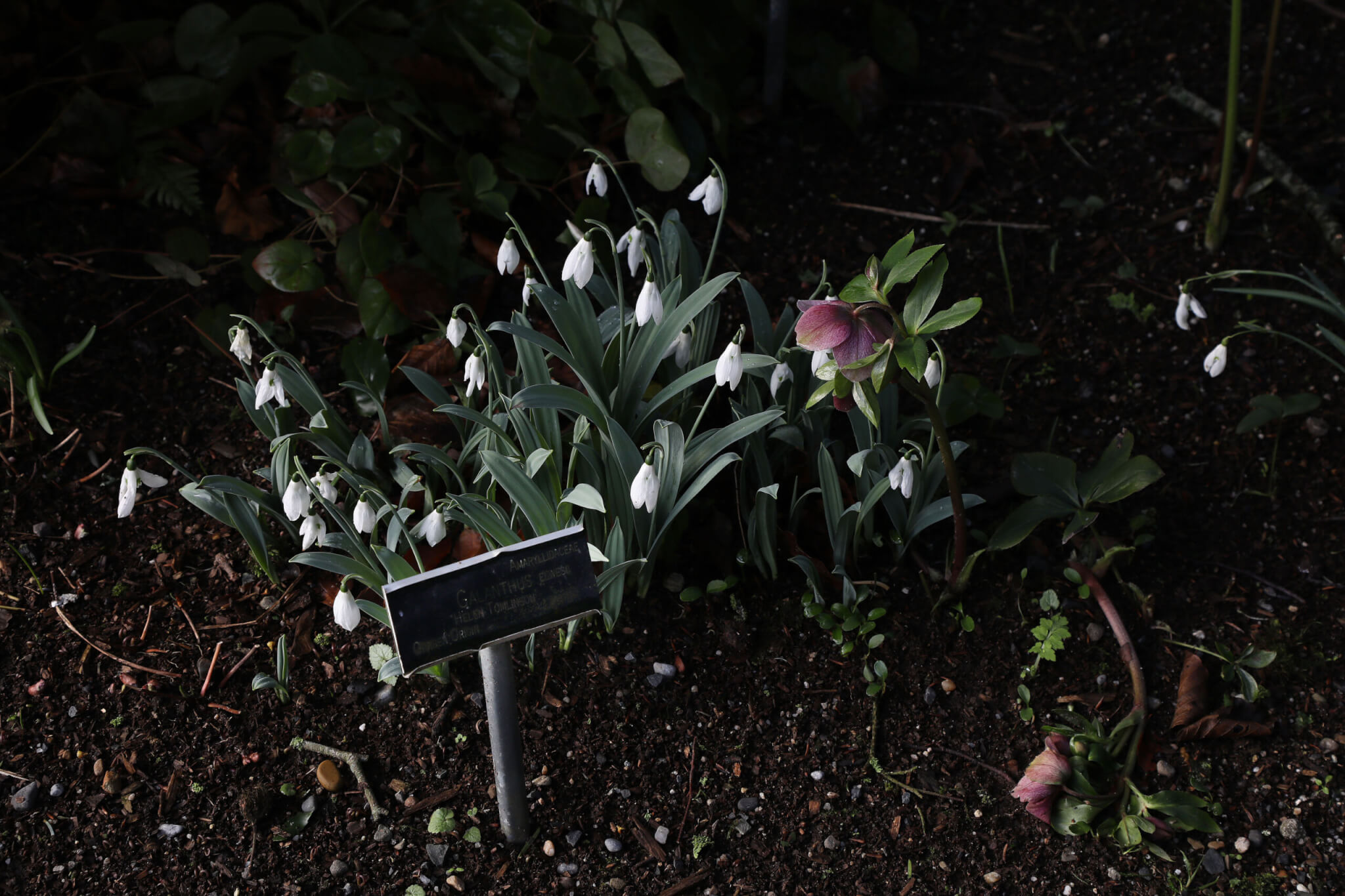 Altamont Gardens welcomes back snowdrop month this February